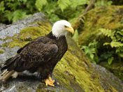 Anan Creek Wildlife Observatory, Tongass National Forest