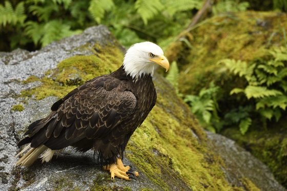 Anan Creek Wildlife Observatory, Tongass National Forest