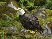 Anan Creek Wildlife Observatory, Tongass National Forest