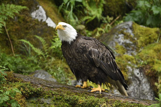 Anan Creek Wildlife Observatory, Tongass National Forest
