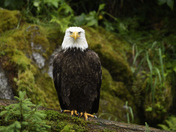 Anan Creek Wildlife Observatory, Tongass National Forest