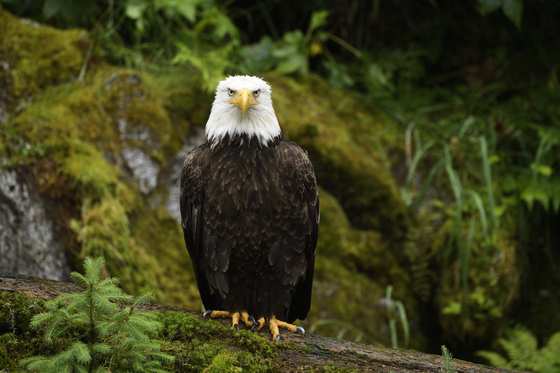 Anan Creek Wildlife Observatory, Tongass National Forest