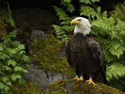 Anan Creek Wildlife Observatory, Tongass National Forest