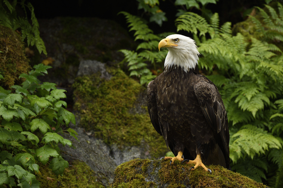 Anan Creek Wildlife Observatory, Tongass National Forest
