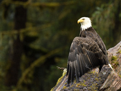 Anan Creek Wildlife Observatory, Tongass National Forest