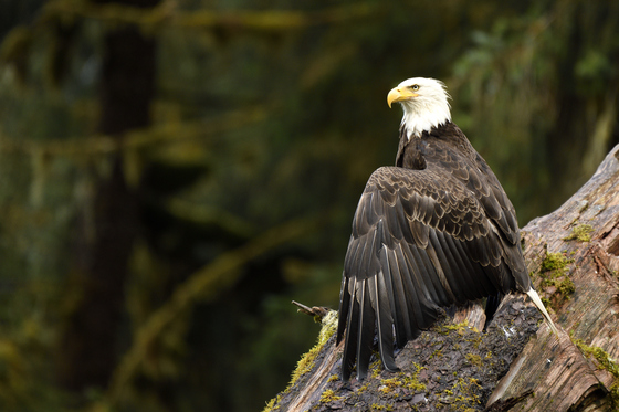 Anan Creek Wildlife Observatory, Tongass National Forest