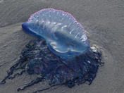 North Padre National Seashore