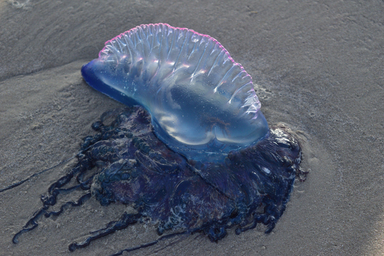 North Padre National Seashore