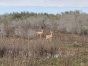 Aransas National Wildlife Refuge