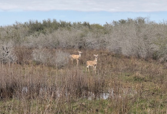 Aransas National Wildlife Refuge