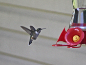 Day of the Hummer 