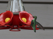 Day of the Hummer 