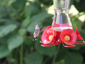 Day of the Hummer 
