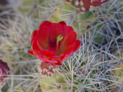 Mule Canyon, Bears Ears National Monument