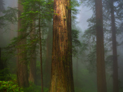Redwood National Park