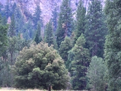 Yosemite National Park