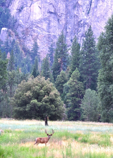 Yosemite National Park