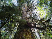 Harris Creek Sitka Spruce 