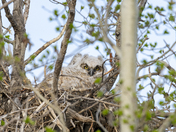 Peeking