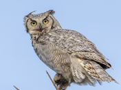 Great Horned Owl