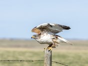 Ferruginous Hawk