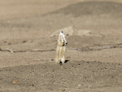 Black-tailed prairie dog