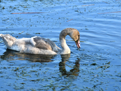 Cygnet Feeding In The Shallows