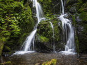 Quinault Rain Forest Olympic National Park