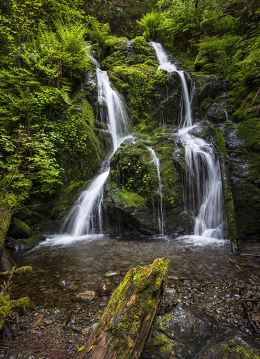 Quinault Rain Forest Olympic National Park