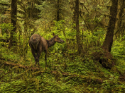 Olympic National Park