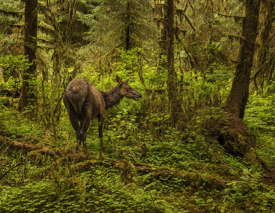 Olympic National Park