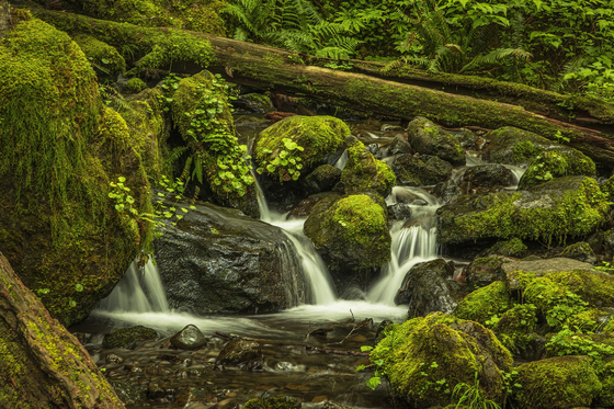 Olympic National Park