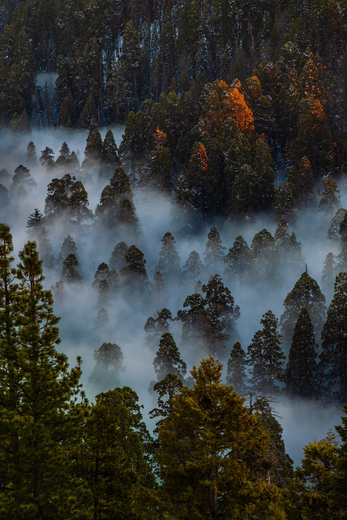 Sequoia National Park