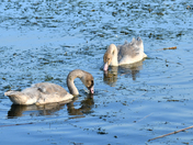 Trumpeter Swan Cygnets