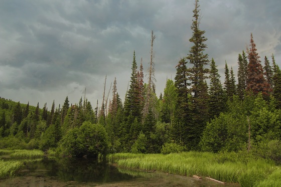 Wasatch National Forest