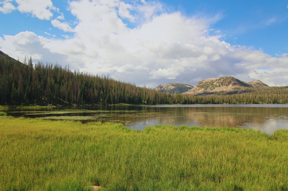 Uinta National Forest
