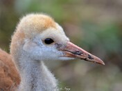 sandhill crane