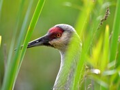 sandhill crane