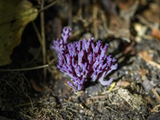 Violet Coral Fungus