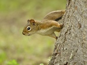 Red Squirrel