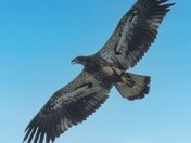 Golden Eagle