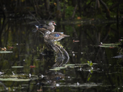 Mr and Mrs Wood Duck