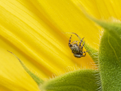 Jumping Spider