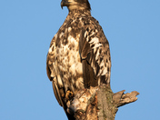 Standing Proud