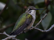 The Ruby-throated Hummingbird Female