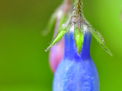 Wildflowers