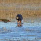 Previous upload