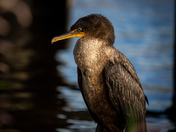 Double Crested Cormorant