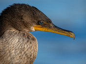Double Crested Cormorant
