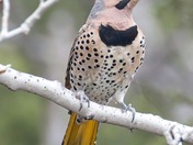 The Northern Flicker